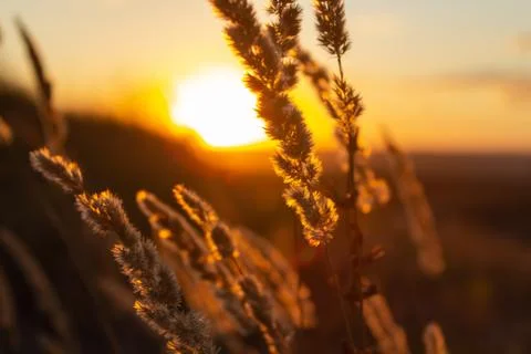 Grass in the background of the setting sun Stock Photos