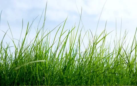 Grass on a background of the sky Foto stock
