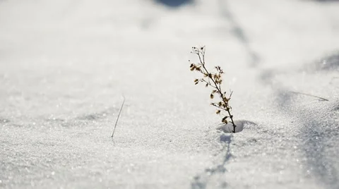 Grass On A Background Of Snow Stock Footage 34817769