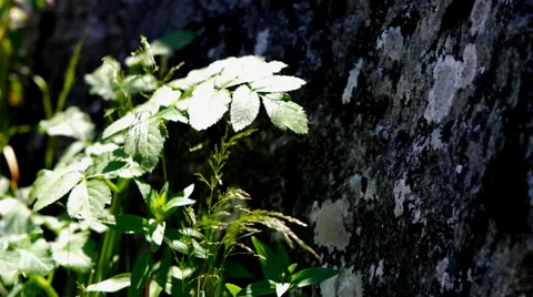 Grass on a background of stone. Stock Footage 39508509
