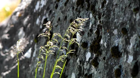 Grass on a background of stone. Stock Footage 39508537
