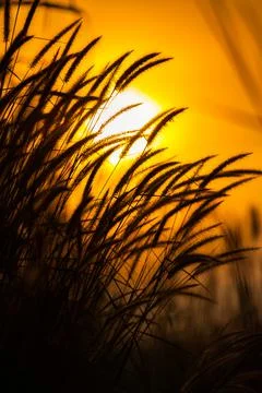 Grass with background of sunrise Stock Photos