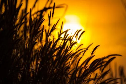 Grass with background of sunrise Stock Photos