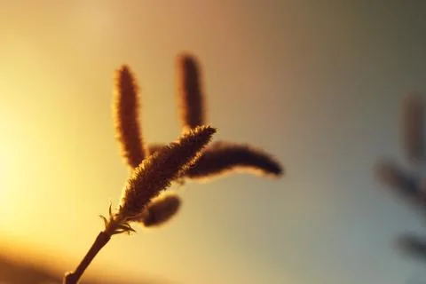 Grass on the background of sunset sky Stock Photos