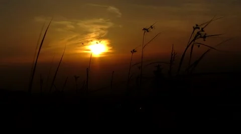 Grass on a background sunset sun Stock Footage 68860124