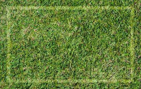 Grass for background ,texture and patten Stock Illustration