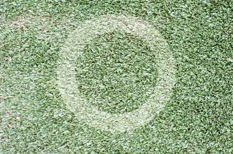 Grass for background ,texture and patten Stock Illustration