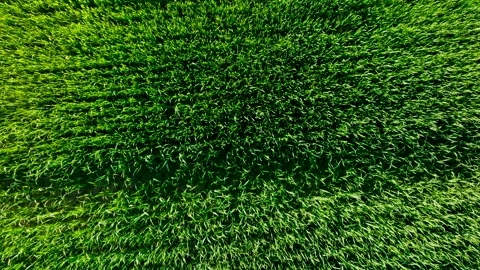 Grass background, texture. Field with young green wheat. 스톡 동영상 197444099