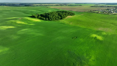Grass background, texture. Field with young green wheat. Stock Footage 197454124
