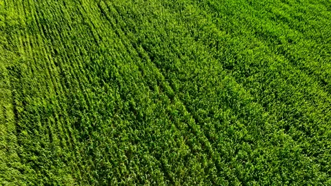 Grass background, texture. Field with young green wheat. Vidéo 197470822
