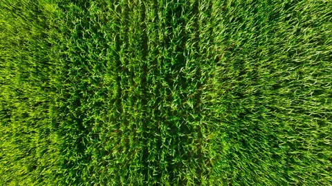 Grass background, texture. Field with young green wheat. Vídeo Stock 197470845