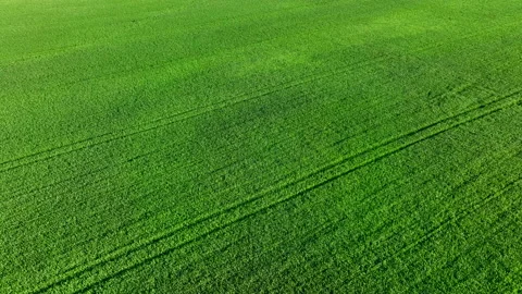 Grass background, texture. Field with young green wheat. Stock Footage 197471494