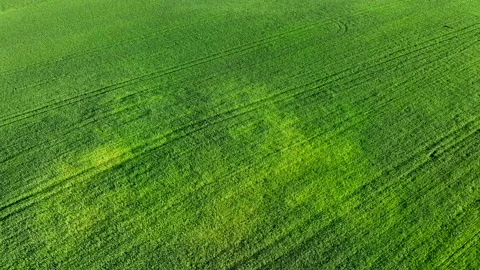Grass background, texture. Field with young green wheat. 動画素材 197471500