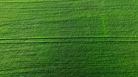 Grass background, texture. Field with young green wheat. Stock Footage 197483006