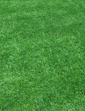 Grass background Texture of grass field ideal for your creative background... Foto stock