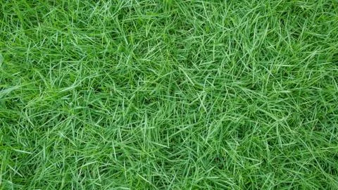 Grass background texture Stock-Fotos
