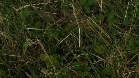 Grass background texture Stock Photos