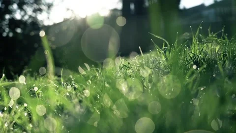 Grass Background video Video stock 210291115