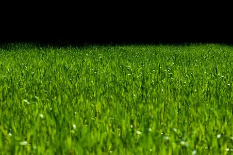 Grass background with vivid greenery. Grass overlay for website header. Gra.. 스톡 사진