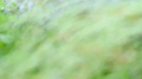 Grass background with water drops. Stock Footage 11234380