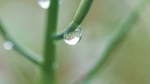 Grass Background With Water Drops Stock Footage 73180428