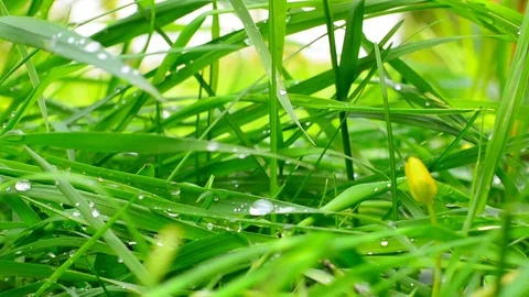 Grass Background With Water Drops Stock Footage 75084792