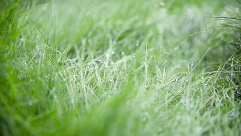 Grass Background With Water Drops. Stock-Footage 75934145
