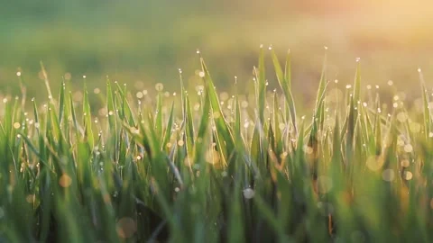 Grass Background With Water Drops Stock Footage 195210305