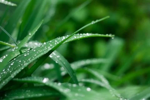 Grass background with water drops Stock Photos