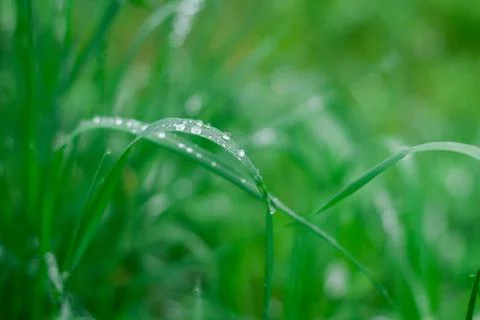 Grass background with water drops Stock Photos
