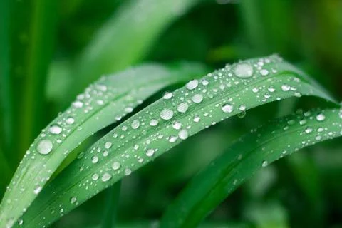 Grass background with water drops Stock Photos