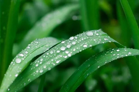Grass background with water drops Stock Photos