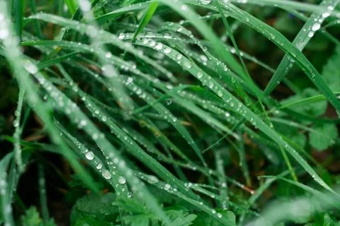 Grass background with water drops Stock Photos