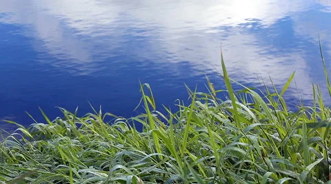Grass Background Of Water Stock Footage 67558852