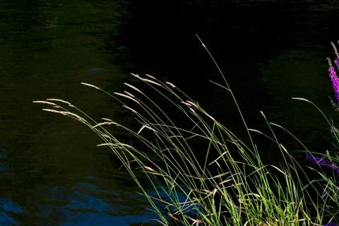 Grass on background of water. Stock Photos