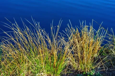 Grass on a background of water. Stock Photos