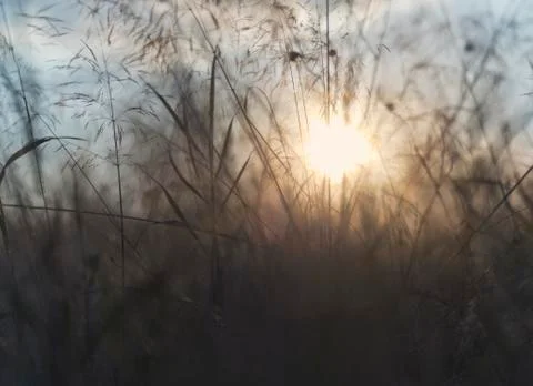 Grass with backlight in the evening, (abstract background) Stock Photos