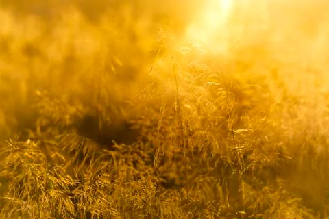 Grass with backlight in the evening, (abstract background) Stock Photos