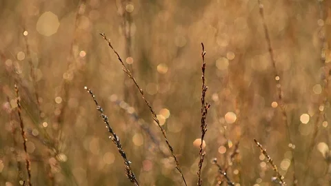 Grass in the backlight Stock Footage 88803861