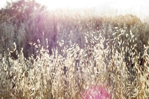Grass in backlight with sun flare Stock Photos
