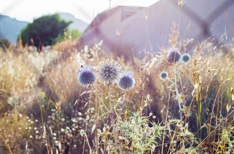 Grass in backlight with sun flare Stock Photos