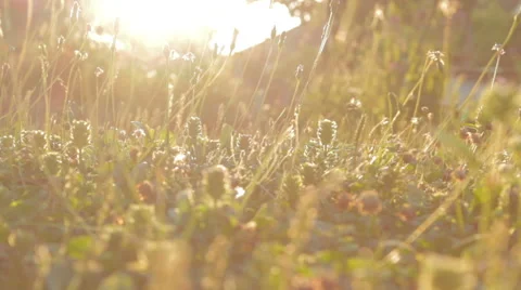 Grass in backlight of sun. Low angle. Yellow. Stock Footage 53240901