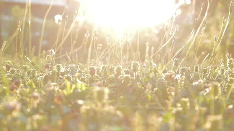 Grass in backlight of sun. Low angle. Yellow. Stock Footage 53241851