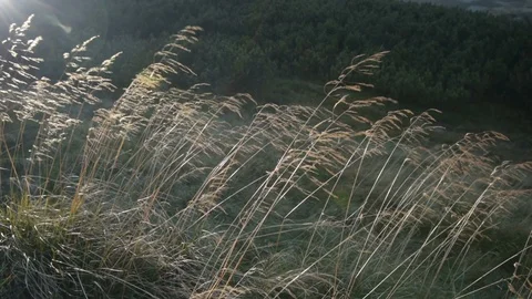 Grass backlitght  at sunset mountain Stock Footage 95491189