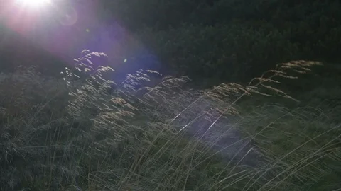 Grass backlitght  at sunset mountain Video stock 95491323