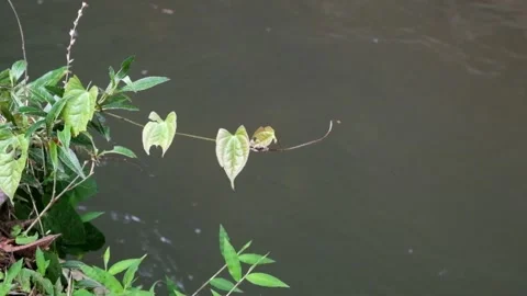 Grass on the bank of a flowing river Stock Footage 297679655