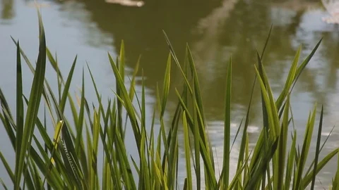 The grass on the bank of a pond Stock Footage 82939409