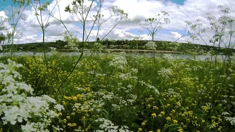 The grass on the banks of the river Stock Footage 77672186