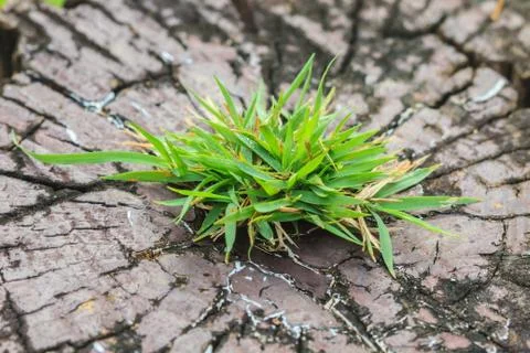 Grass on bark tree, background and texture from nature Foto stock