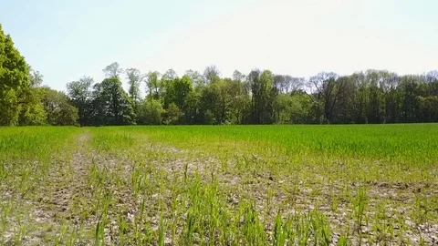 Grass based in Worsley  Stock Footage 76191411